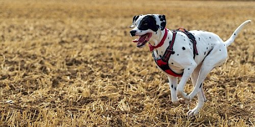 Dalmatian running in field