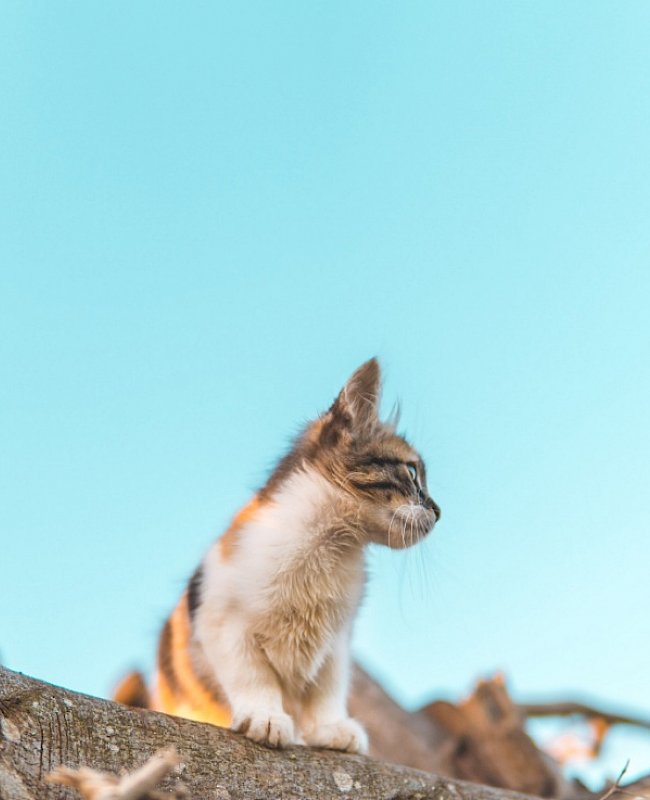 Cat on a branch with blue sky in background
