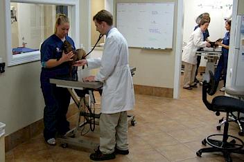 Veterinary surgeon work in Sharpstown, Houston, TX