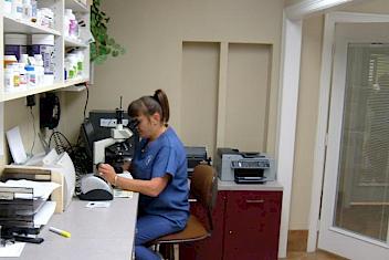 Veterinarian examining blood test in [[area]], [[city]] office